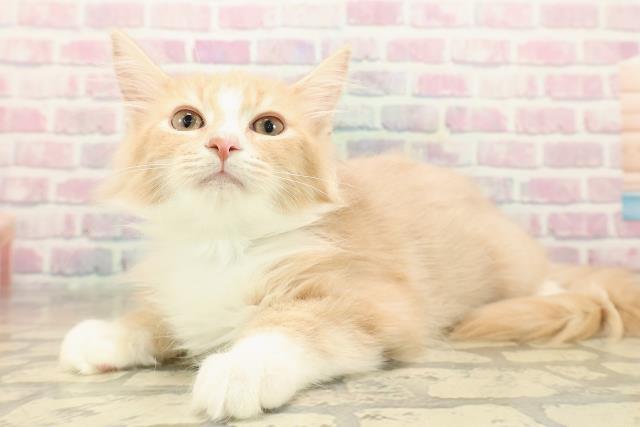 埼玉県のノルウェージャンフォレストキャット (Coo&RIKU川口戸塚店/2025年8月6日生まれ/男の子/クリームタビーホワイト)の子猫の2枚目の画像