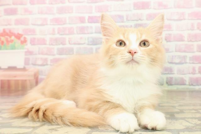 埼玉県のノルウェージャンフォレストキャット (Coo&RIKU川口戸塚店/2025年8月6日生まれ/男の子/クリームタビーホワイト)の子猫の3枚目の画像