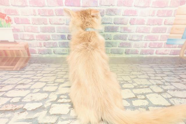 埼玉県のノルウェージャンフォレストキャット (Coo&RIKU川口戸塚店/2025年8月6日生まれ/男の子/クリームタビーホワイト)の子猫の4枚目の画像