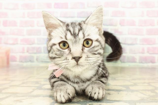 秋田県のマンチカン (Coo&RIKU秋田店/2025年7月30日生まれ/女の子/シルバータビー)の子猫