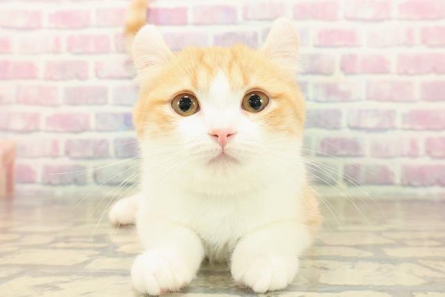 神奈川県のアメリカンカール (Coo&RIKU横浜青葉店/2025年7月30日生まれ/男の子/レッドタビーホワイト)の子猫の1枚目の画像