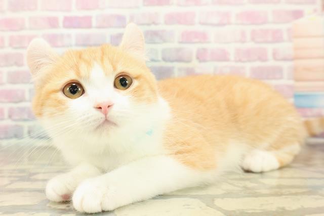 神奈川県のアメリカンカール (Coo&RIKU横浜青葉店/2025年7月30日生まれ/男の子/レッドタビーホワイト)の子猫の2枚目の画像