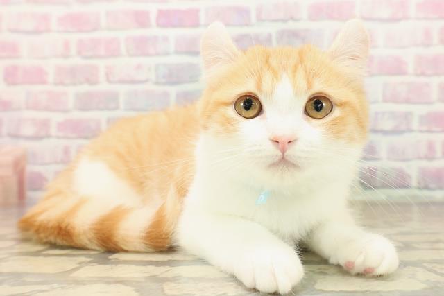 神奈川県のアメリカンカール (Coo&RIKU横浜青葉店/2025年7月30日生まれ/男の子/レッドタビーホワイト)の子猫の3枚目の画像