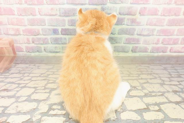 神奈川県のアメリカンカール (Coo&RIKU横浜青葉店/2025年7月30日生まれ/男の子/レッドタビーホワイト)の子猫の4枚目の画像