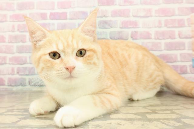 長野県のアメリカンカール (Coo&RIKU綿半上田店/2025年7月30日生まれ/男の子/レッドタビー)の子猫の2枚目の画像