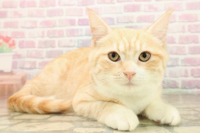 長野県のアメリカンカール (Coo&RIKU綿半上田店/2025年7月30日生まれ/男の子/レッドタビー)の子猫の3枚目の画像