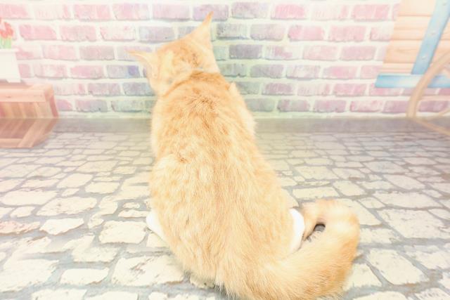 長野県のアメリカンカール (Coo&RIKU綿半上田店/2025年7月30日生まれ/男の子/レッドタビー)の子猫の4枚目の画像