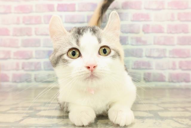 栃木県のアメリカンカール (Coo&RIKUFKDインターパーク店/2025年7月30日生まれ/女の子/キャリコ)の子猫の1枚目の画像