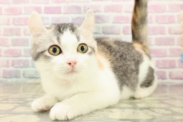 栃木県のアメリカンカール (Coo&RIKUFKDインターパーク店/2025年7月30日生まれ/女の子/キャリコ)の子猫の2枚目の画像