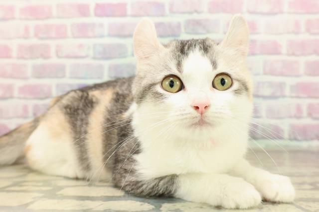 栃木県のアメリカンカール (Coo&RIKUFKDインターパーク店/2025年7月30日生まれ/女の子/キャリコ)の子猫の3枚目の画像