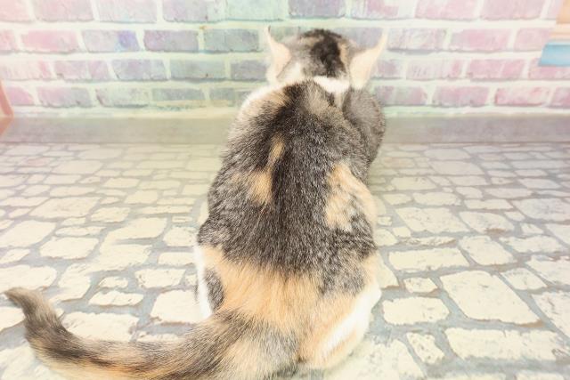 栃木県のアメリカンカール (Coo&RIKUFKDインターパーク店/2025年7月30日生まれ/女の子/キャリコ)の子猫の4枚目の画像