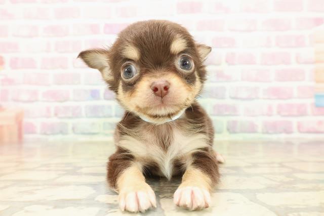 埼玉県のチワワ(ロング) (Coo&RIKU桶川店/2025年10月6日生まれ/男の子/チョコレートタンホワイト)の子犬の1枚目の画像