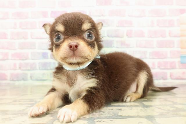 埼玉県のチワワ(ロング) (Coo&RIKU桶川店/2025年10月6日生まれ/男の子/チョコレートタンホワイト)の子犬の2枚目の画像