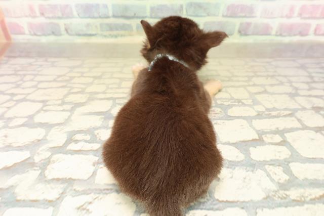 埼玉県のチワワ(ロング) (Coo&RIKU桶川店/2025年10月6日生まれ/男の子/チョコレートタンホワイト)の子犬の4枚目の画像