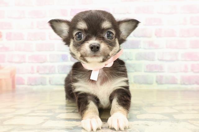 千葉県のチワワ(ロング) (Coo&RIKU流山店/2025年10月6日生まれ/女の子/ブラックタンホワイト)の子犬の1枚目の画像