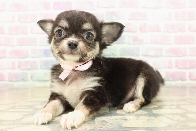 千葉県のチワワ(ロング) (Coo&RIKU流山店/2025年10月6日生まれ/女の子/ブラックタンホワイト)の子犬の2枚目の画像