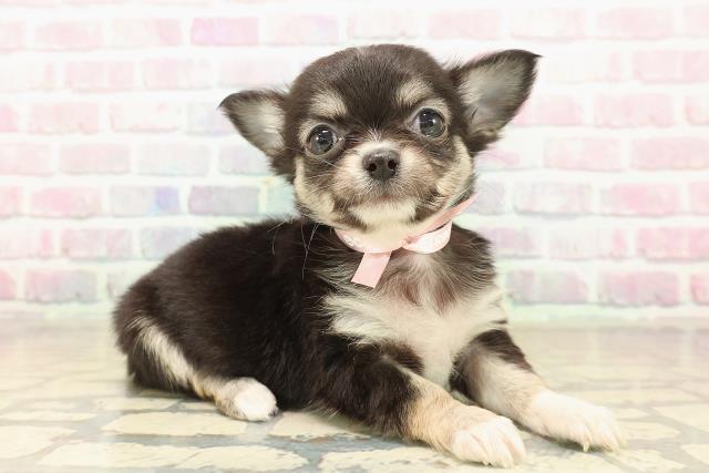 千葉県のチワワ(ロング) (Coo&RIKU流山店/2025年10月6日生まれ/女の子/ブラックタンホワイト)の子犬の3枚目の画像