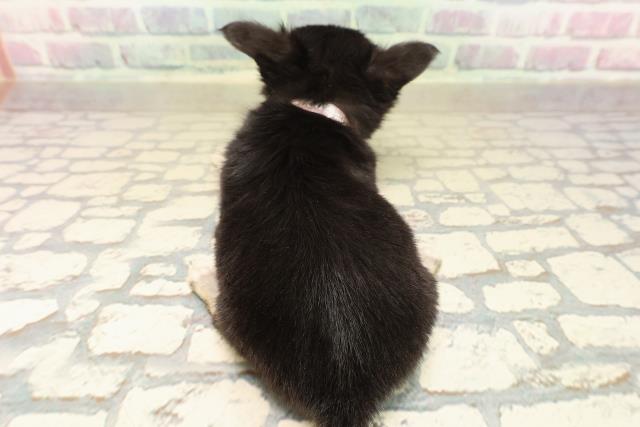 千葉県のチワワ(ロング) (Coo&RIKU流山店/2025年10月6日生まれ/女の子/ブラックタンホワイト)の子犬の4枚目の画像