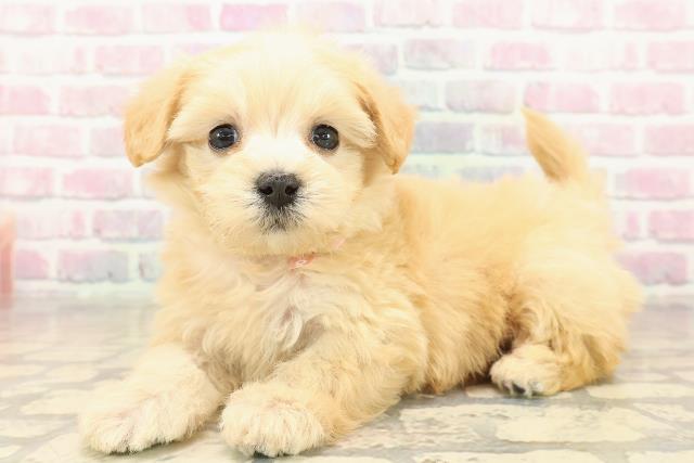 埼玉県のポメマル/マルポメ(ポメラニアン×マルチーズ) (Coo&RIKU川越店/2025年10月6日生まれ/女の子/アプリコット)の子犬の2枚目の画像