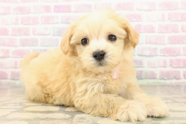 埼玉県のポメマル/マルポメ(ポメラニアン×マルチーズ) (Coo&RIKU川越店/2025年10月6日生まれ/女の子/アプリコット)の子犬の3枚目の画像