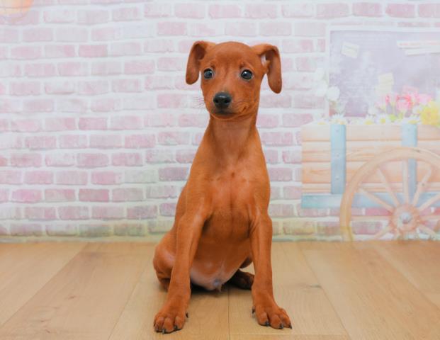 青森県のミニチュアピンシャー (Coo&RIKU青森店/2025年10月3日生まれ/男の子/レッド)の子犬の1枚目の画像