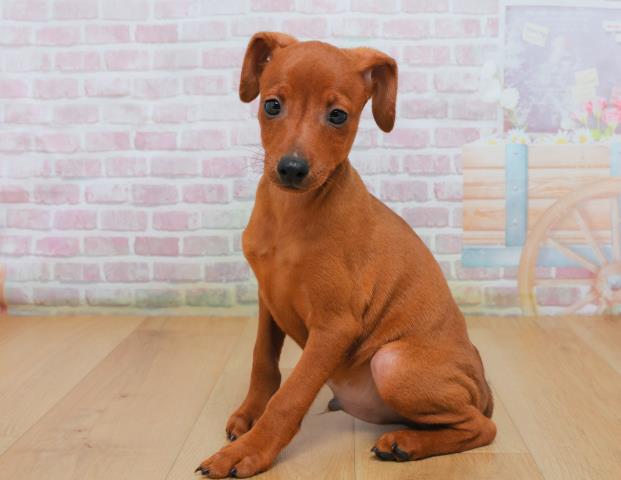 青森県のミニチュアピンシャー (Coo&RIKU青森店/2025年10月3日生まれ/男の子/レッド)の子犬の2枚目の画像