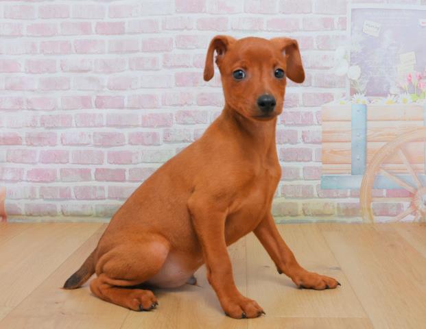 青森県のミニチュアピンシャー (Coo&RIKU青森店/2025年10月3日生まれ/男の子/レッド)の子犬の3枚目の画像