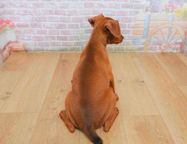 青森県のミニチュアピンシャー (Coo&RIKU青森店/2025年10月3日生まれ/男の子/レッド)の子犬の4枚目の画像