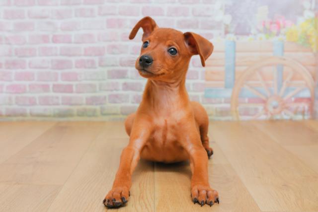 茨城県のミニチュアピンシャー (Coo&RIKU水戸店/2025年10月3日生まれ/男の子/レッド)の子犬の1枚目の画像