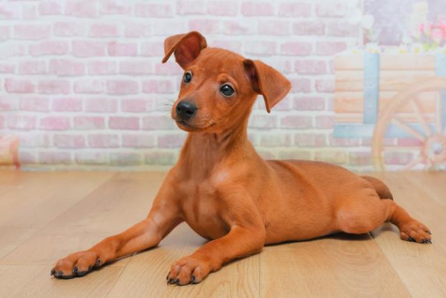 茨城県のミニチュアピンシャー (Coo&RIKU水戸店/2025年10月3日生まれ/男の子/レッド)の子犬の2枚目の画像