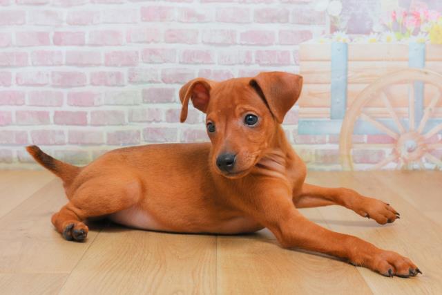 茨城県のミニチュアピンシャー (Coo&RIKU水戸店/2025年10月3日生まれ/男の子/レッド)の子犬の3枚目の画像