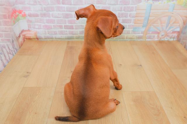 茨城県のミニチュアピンシャー (Coo&RIKU水戸店/2025年10月3日生まれ/男の子/レッド)の子犬の4枚目の画像