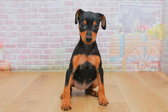 ミニチュア・ピンシャー