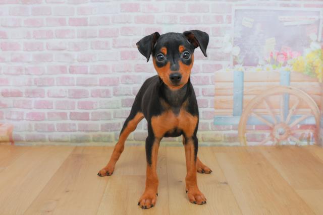 青森県のミニチュアピンシャー (Coo&RIKU八戸店/2025年10月3日生まれ/女の子/ブラックタン)の子犬