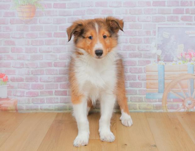 シェットランドシープドッグ