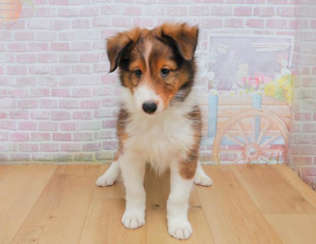 シェットランドシープドッグ