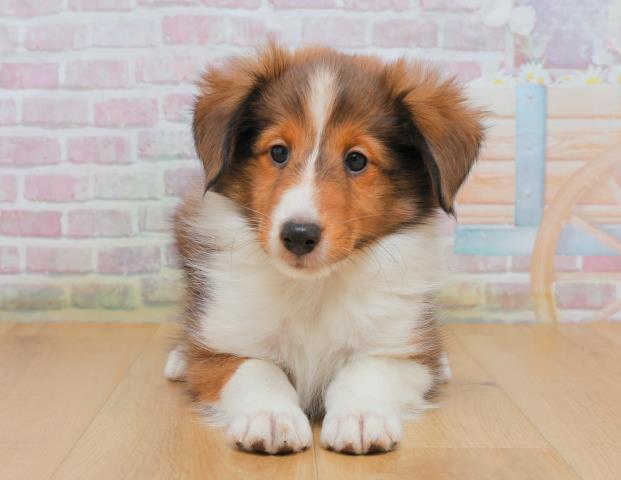 青森県のシェットランドシープドッグ (Coo&RIKU八戸店/2025年10月3日生まれ/男の子/セーブルホワイト)の子犬