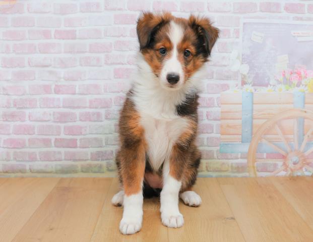 シェットランドシープドッグ