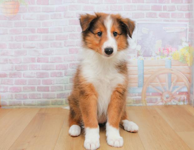 宮城県のシェットランドシープドッグ (Coo&RIKU仙台太白店/2025年10月3日生まれ/女の子/セーブルホワイト)の子犬