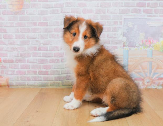 宮城県のシェットランドシープドッグ (Coo&RIKU仙台太白店/2025年10月3日生まれ/女の子/セーブルホワイト)の子犬の2枚目の画像