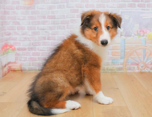 宮城県のシェットランドシープドッグ (Coo&RIKU仙台太白店/2025年10月3日生まれ/女の子/セーブルホワイト)の子犬の3枚目の画像