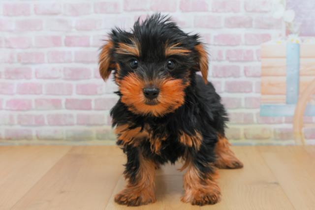 ヨークシャーテリア