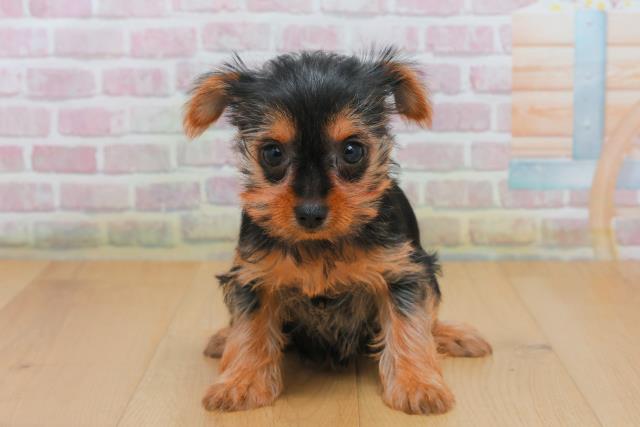 青森県のヨークシャーテリア (Coo&RIKU八戸店/2025年10月4日生まれ/女の子/スチールブルータン)の子犬