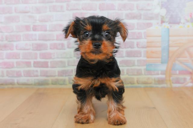 福島県のヨークシャーテリア (Coo&RIKU郡山店/2025年10月4日生まれ/女の子/スチールブルータン)の子犬の1枚目の画像