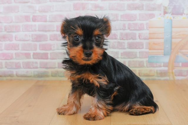 福島県のヨークシャーテリア (Coo&RIKU郡山店/2025年10月4日生まれ/女の子/スチールブルータン)の子犬の2枚目の画像