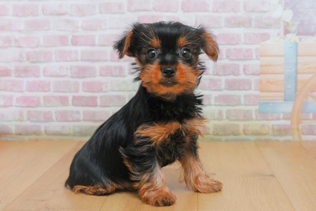 福島県のヨークシャーテリア (Coo&RIKU郡山店/2025年10月4日生まれ/女の子/スチールブルータン)の子犬の3枚目の画像