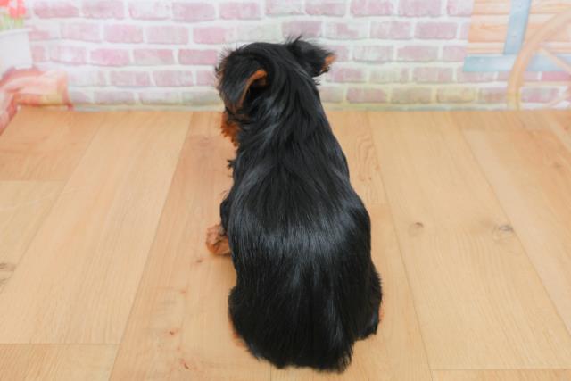 福島県のヨークシャーテリア (Coo&RIKU郡山店/2025年10月4日生まれ/女の子/スチールブルータン)の子犬の4枚目の画像