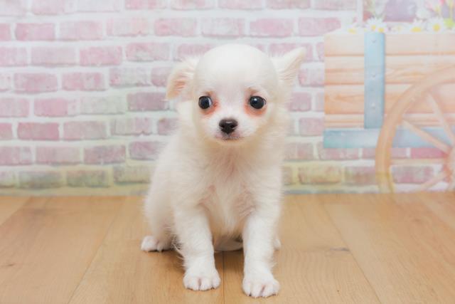 青森県のチワワ(ロング) (Coo&RIKU青森店/2025年10月4日生まれ/男の子/ホワイト)の子犬の1枚目の画像