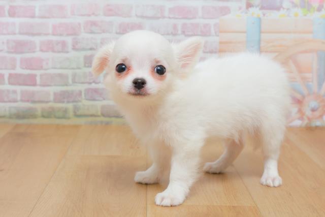 青森県のチワワ(ロング) (Coo&RIKU青森店/2025年10月4日生まれ/男の子/ホワイト)の子犬の2枚目の画像