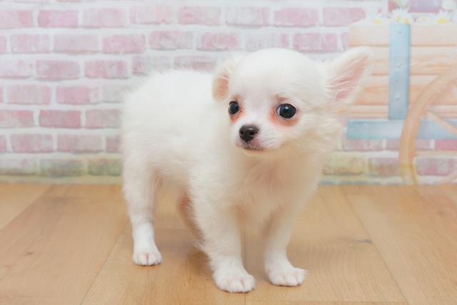 青森県のチワワ(ロング) (Coo&RIKU青森店/2025年10月4日生まれ/男の子/ホワイト)の子犬の3枚目の画像